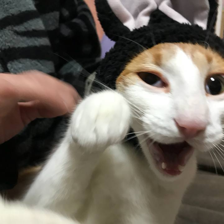 C46cea3d b311 4346 9695 75fb485aeb05 1518606269253