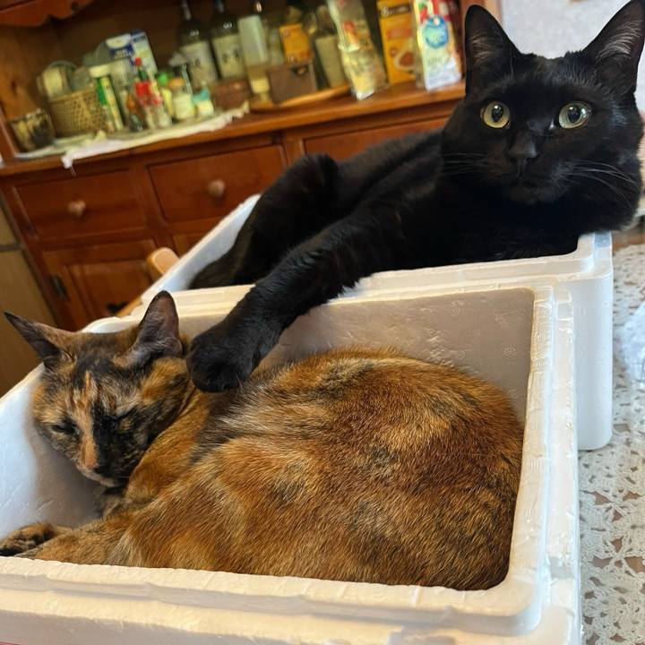 C46e33c7 64b2 4f30 a691 a2e71b69ac66 1738629122558