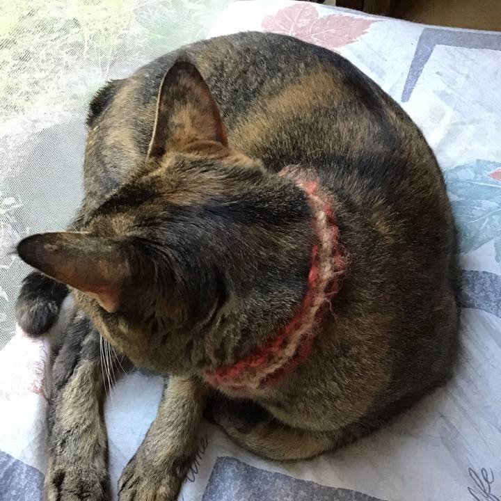 C46eb8f6 202a 4795 b5aa c18482300db8 1633163910245