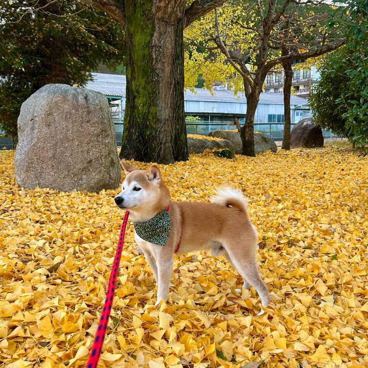 C46ef4c7 4abb 405d 8375 f4e1a48e2c8c 1699690842532