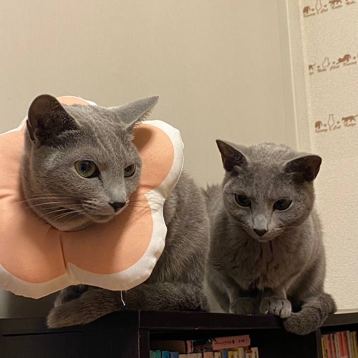 C47028f3 c54c 4dcc be5e edc2b14e665a 1705043814476