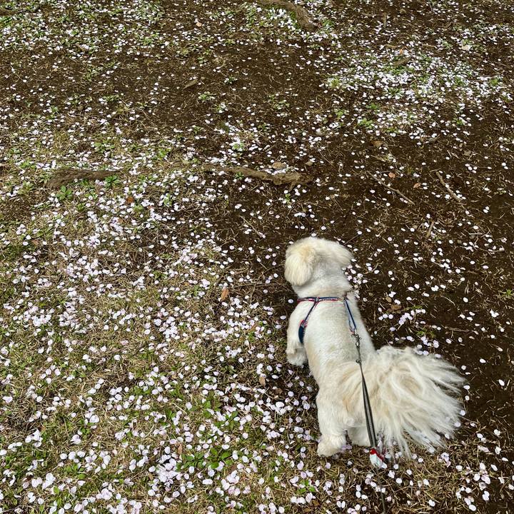 C47193b5 6537 49ef a9f7 84f30911a291 1774916558422