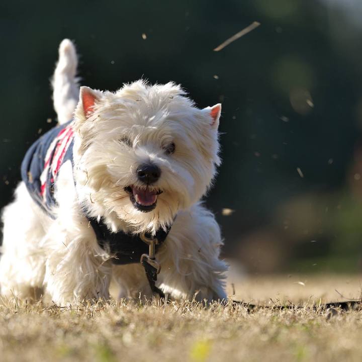 C4732312 c254 4860 97dd 22884f14a3f2 1512945329167