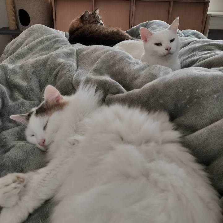 C476fd0e ae28 402d 9c69 583ae28c9785 1763248602694