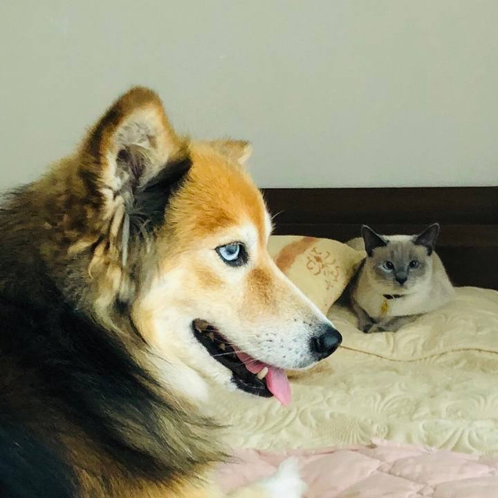 C4784050 dd90 4700 a2e7 e719cc375c50 1593239177400