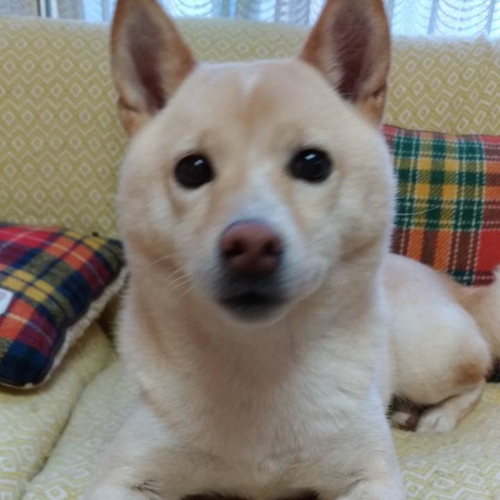 C4784630 a460 4e5e b031 dbc365fbf3d1 1575329434719