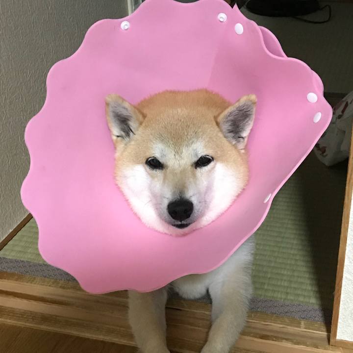 C47a73f2 f48a 48c4 ada7 6074e02fe0cd 1528684471256