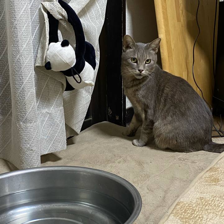 C47bee2a e845 4142 9727 353d1a04d6d9 1586604300744