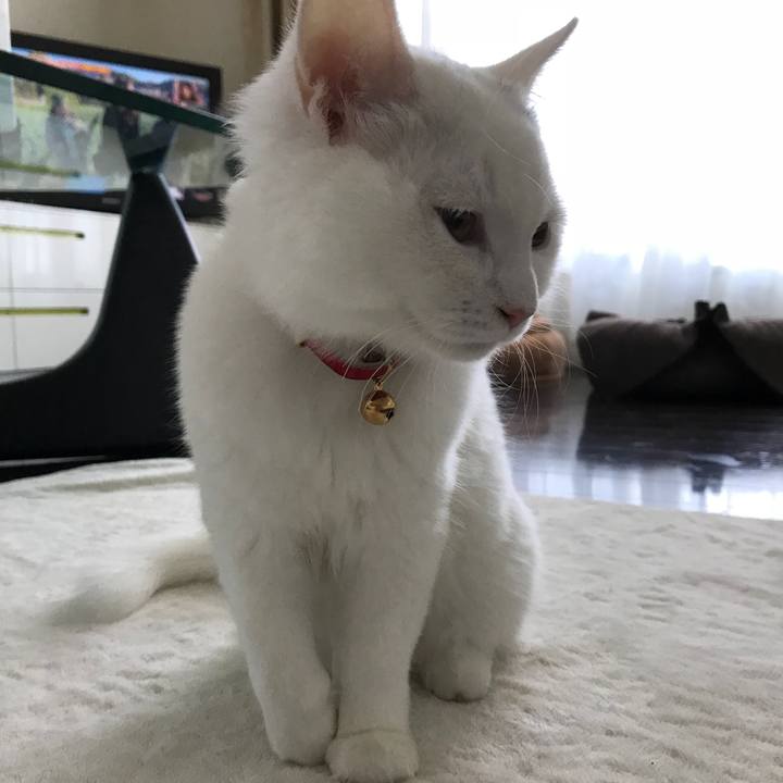 C47c04fe 6803 4523 be29 39a9301c897a 1512205349526