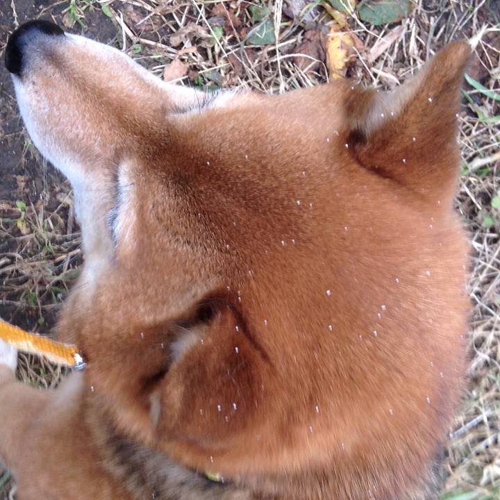 C47cbb07 53de 438e a3ce cc5ca7aaf5ed 1516578830494