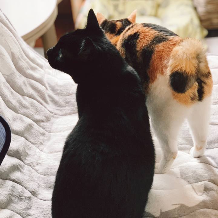 C47f7ae5 f7b8 42e0 a00e a6595b8f46a7 1557109598248