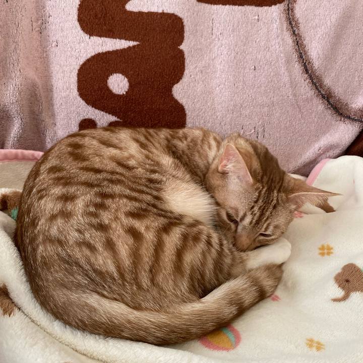 C4804693 e0ab 4f02 bc3c d757a9b7023e 1634968184815