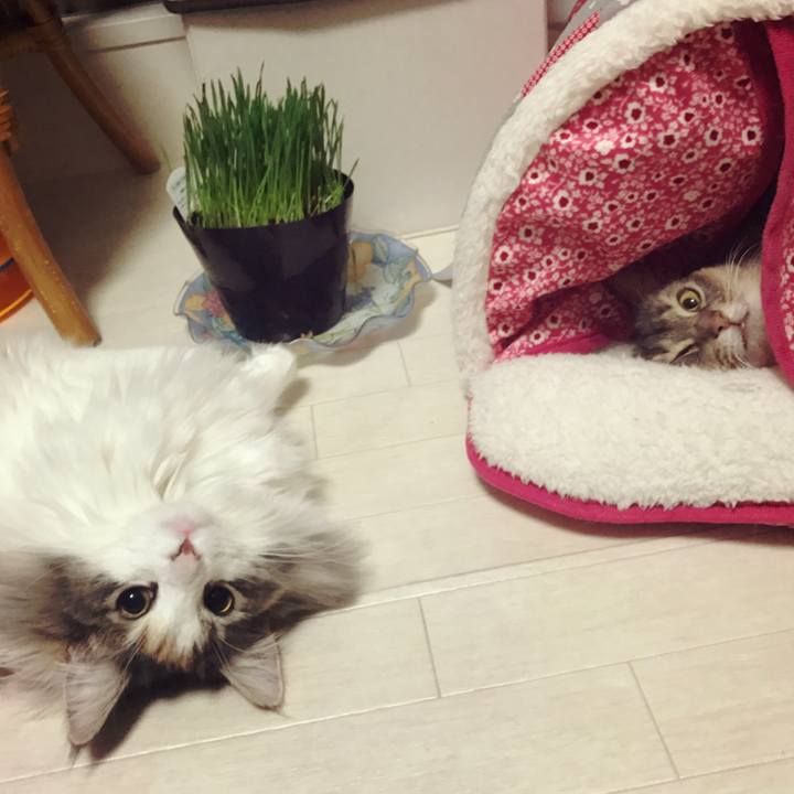 C4808d7b b66d 423a ae8e afc78259965e 1518280619393