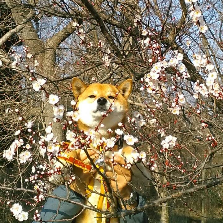 C4817a99 576d 4fee a567 9d2e1da75a18 1520753764643