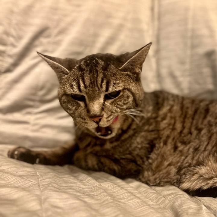 C4820b71 1c96 4047 8dde f1bbde697d61 1762093158438