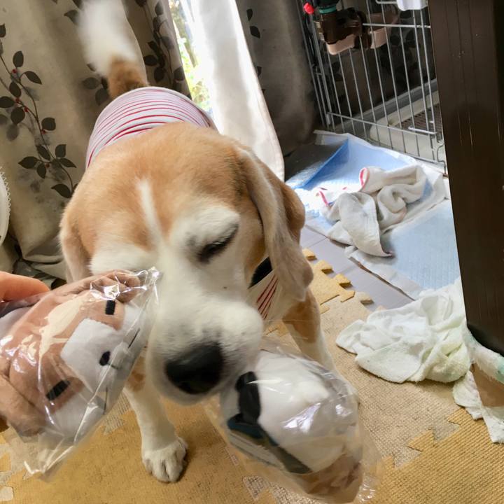 C4837cb3 ba11 4c28 a207 458923e257e5 1540957739795