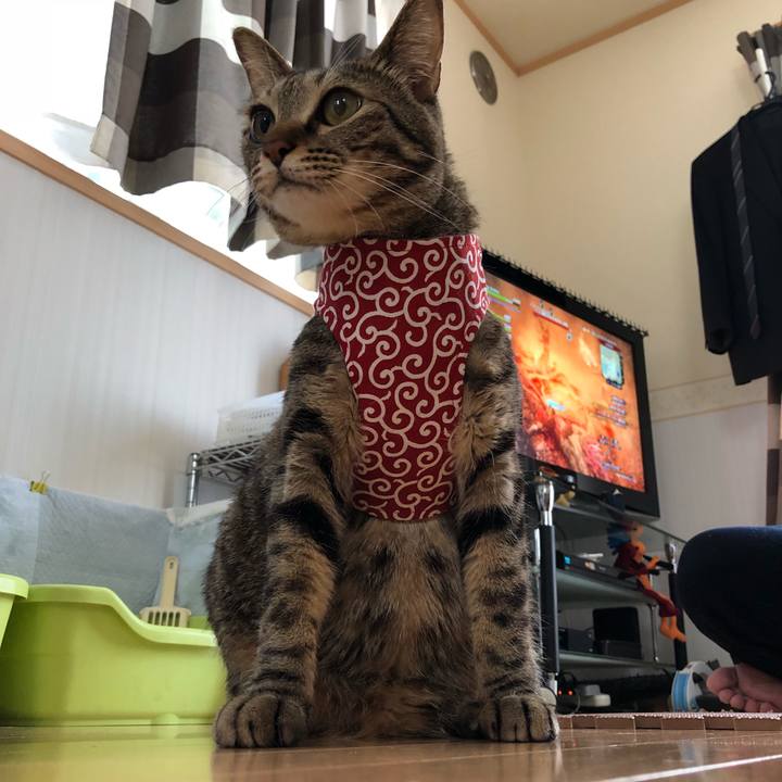 C4853ab5 98ec 4288 9148 16f644268481 1526050456590