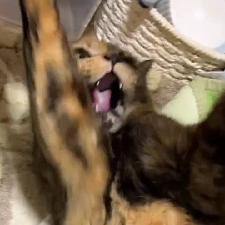 C4867730 1aab 4909 b516 f22846a0cac2 1734811109521