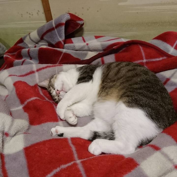 C486d919 daef 4612 a293 ac9efa145ef3 1534514746669