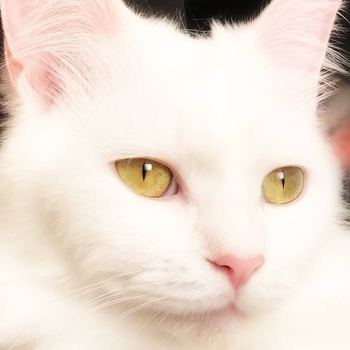 C4872093 1a4c 4ee6 9fe7 1d94be0afa32 1559475228495