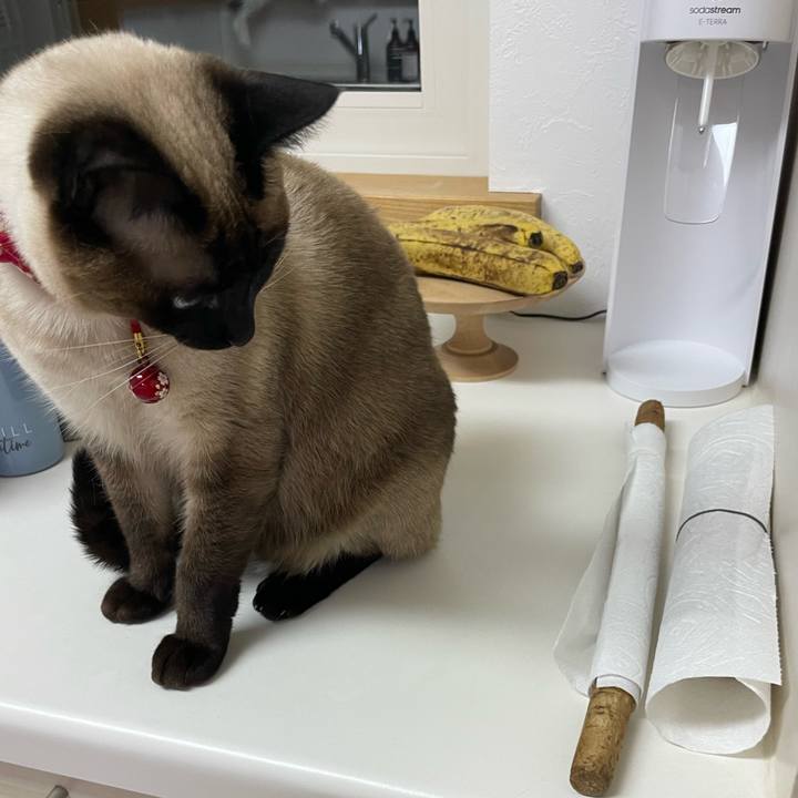 C4876803 140f 4693 8642 6386ad70c056 1738616312131