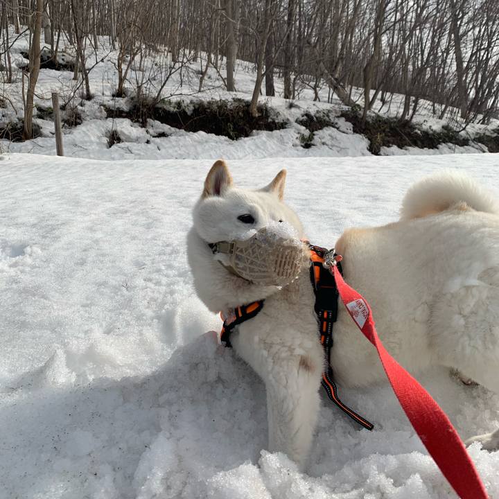 C489c127 d940 4356 84f1 2602a05f223a 1616566722659