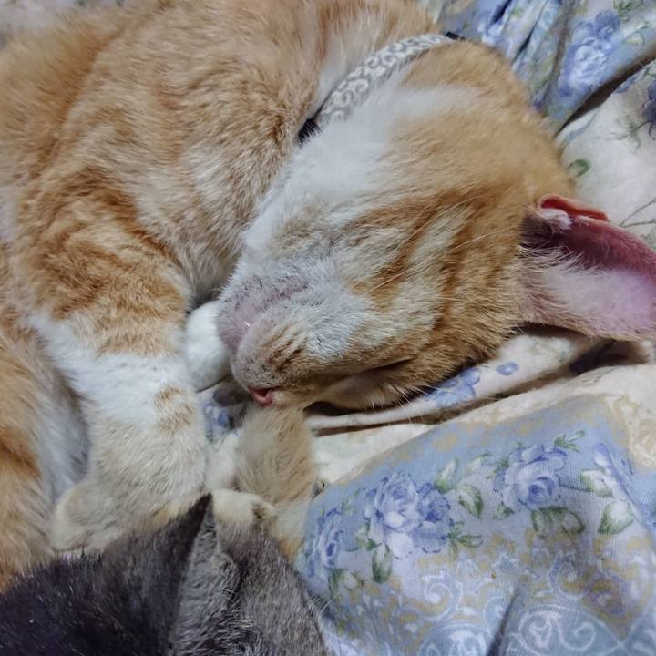 C48a8d8b 7fd1 45e3 8683 1128012c4690 1589113240589