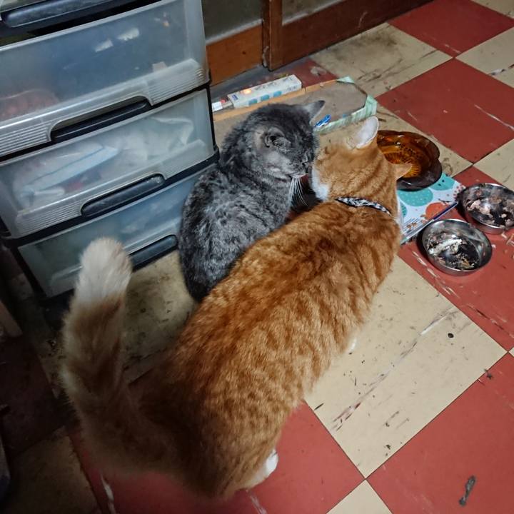 C48b4c1a 1939 4b54 87ea 2c147fd85017 1573674506417