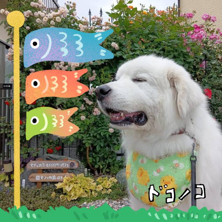 C49010da e737 41d3 bb91 70a0ac5d088a 1715554678814