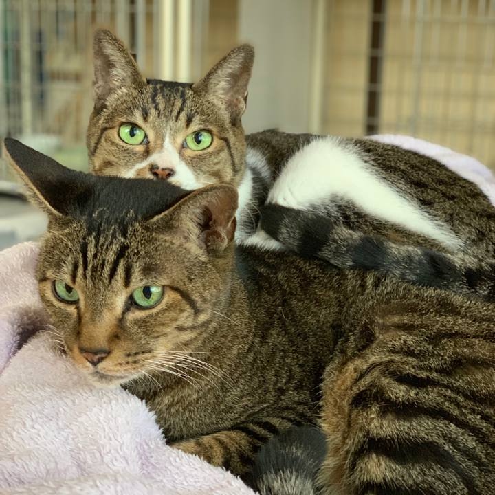 C4913ff1 0e25 4b51 984b d0b81dfee486 1541379592848