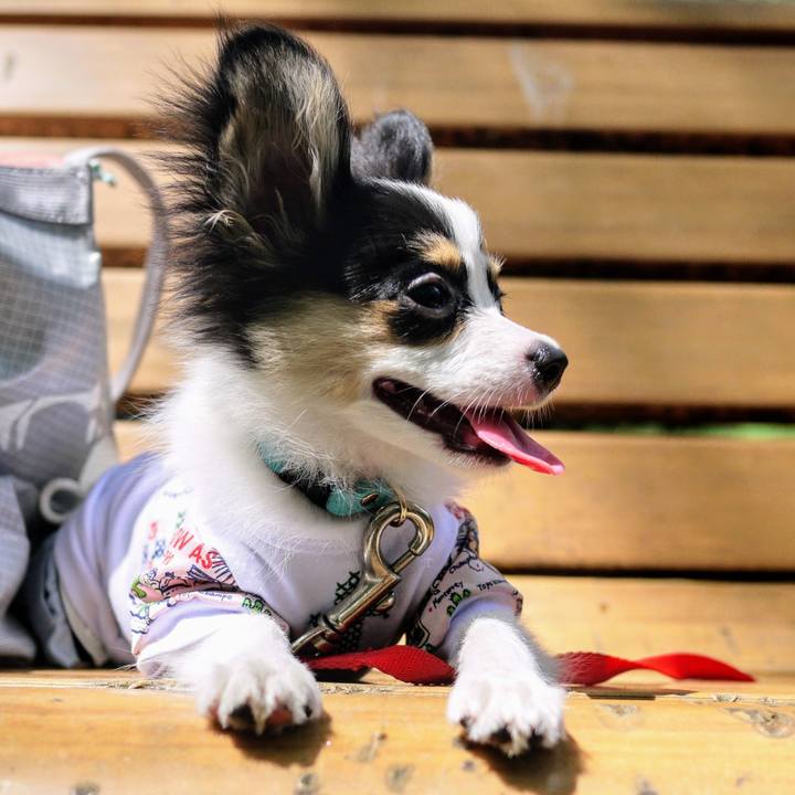 C49162a3 3196 4718 8bb9 b1413afc29e4 1598883273638