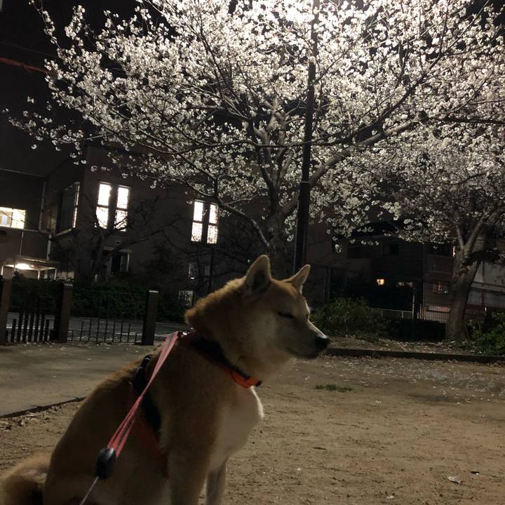 C493acae 1839 40ed ad35 0a634ca67a02 1554107225686