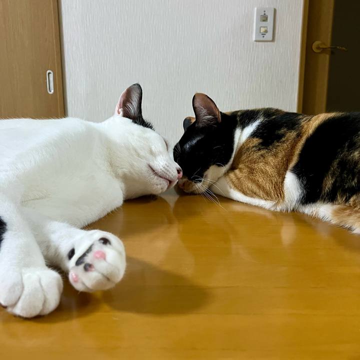 C493f837 0b09 410a b148 ef717f312726 1754225568546