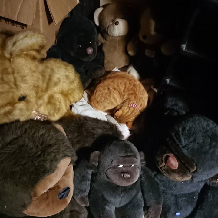 C495fda7 cd81 4fd5 a113 86023aa9728b 1605264330134