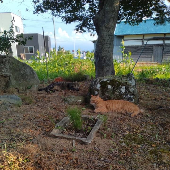 C498a6f0 e47d 4c15 a053 9c58c69bc1c6 1690533405130