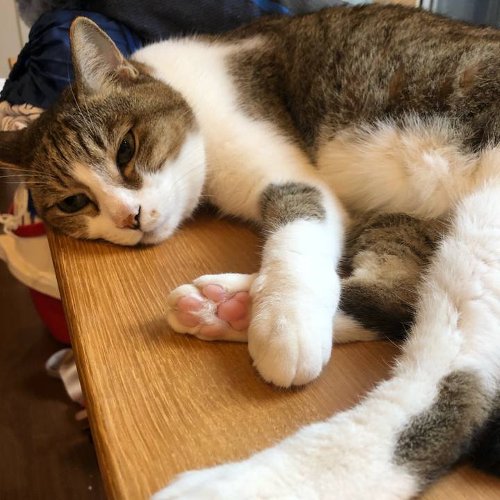 C49a9388 d1a8 48e6 9756 b651ad662dac 1539128478088