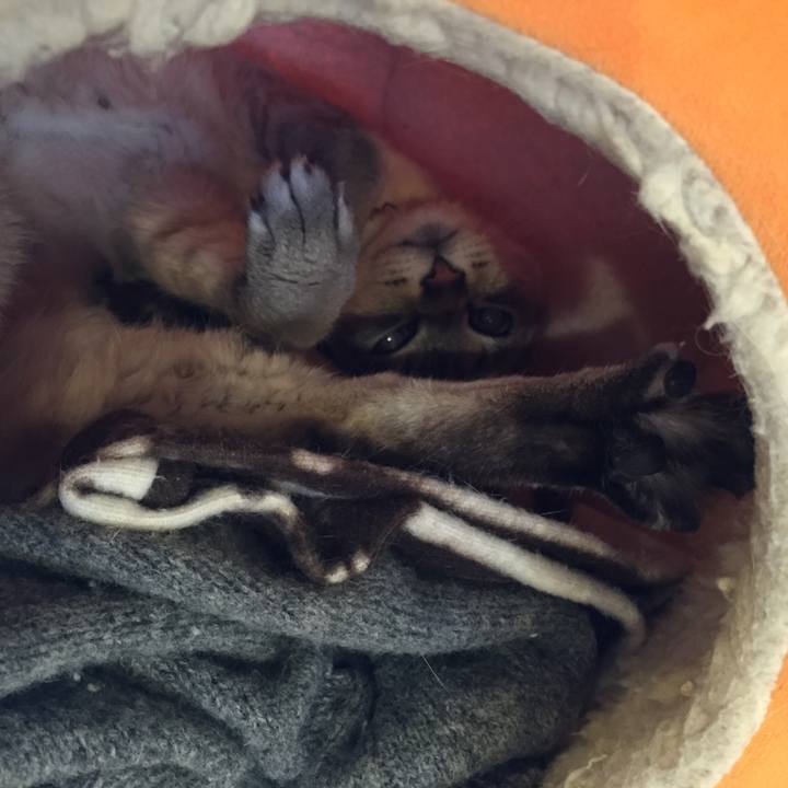 C49ac81e 1da6 41a9 930b baa3b832e8b2 1519721871525