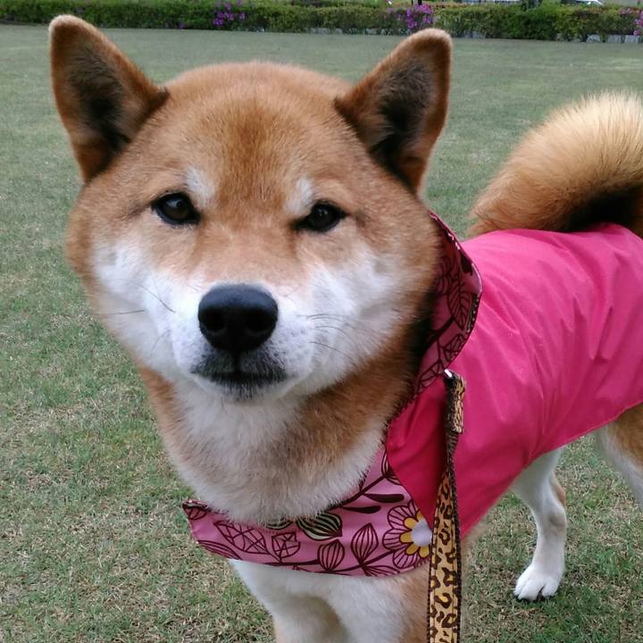 C49da92a 2279 4f95 b3f0 e40a8034cd46 1524557509526