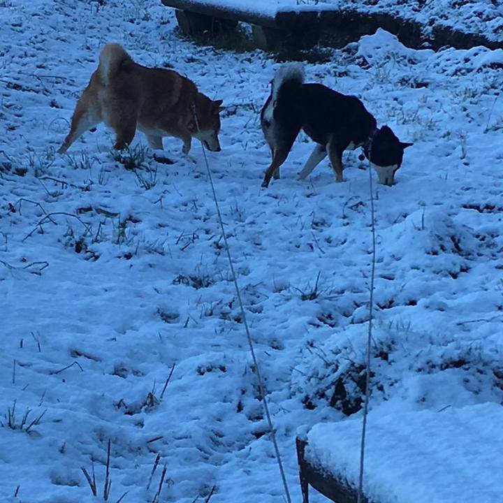 C49dc439 4f01 421a b9c8 604684ec8841 1581519305910