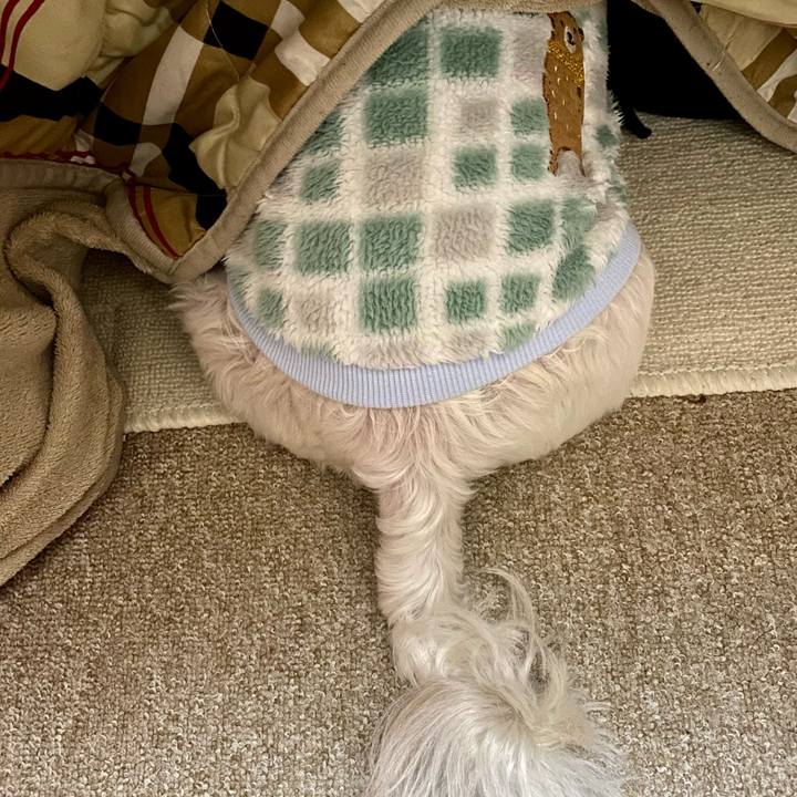 C49f84ba b183 41b7 9fce ae1640fb4be0 1611834556291