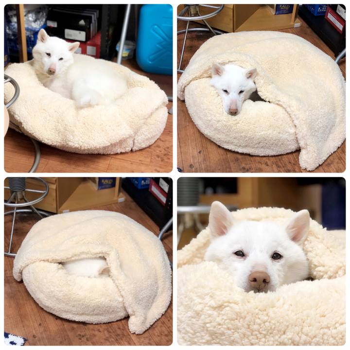 C4a0cbd5 50b6 438c a23d 21e32098694b 1549809681874