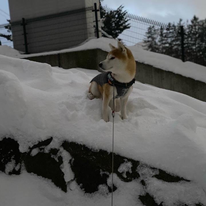 C4a3df9a c303 4ae3 8a2f f46baf679303 1640508920791