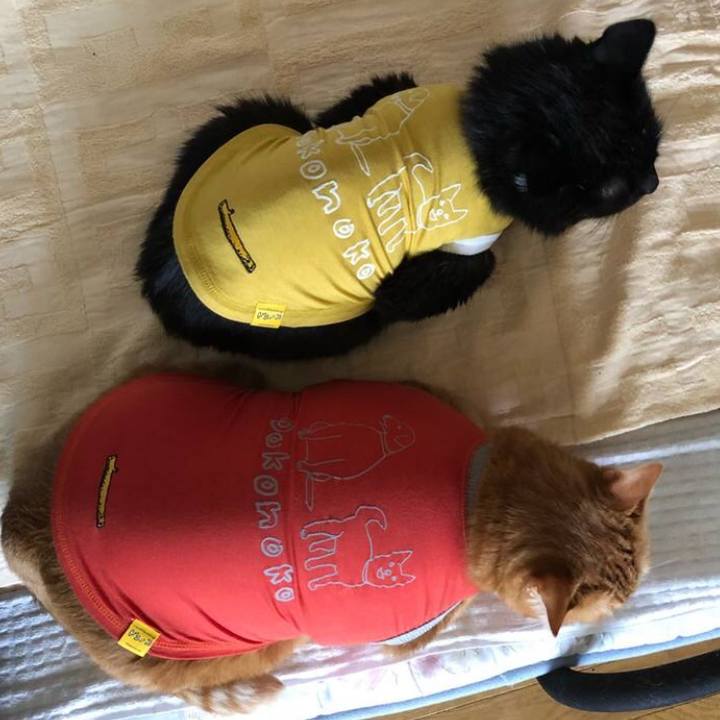 C4a40066 ba48 4a52 9386 947edbd84986 1649077691294