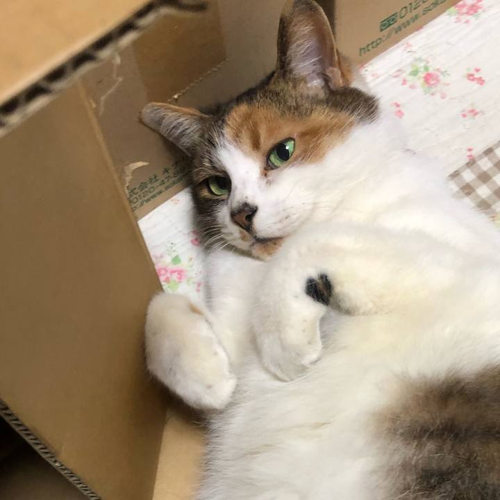 C4a4afac 8ab5 4c5b 9d5f a95e385a4e19 1549771175918