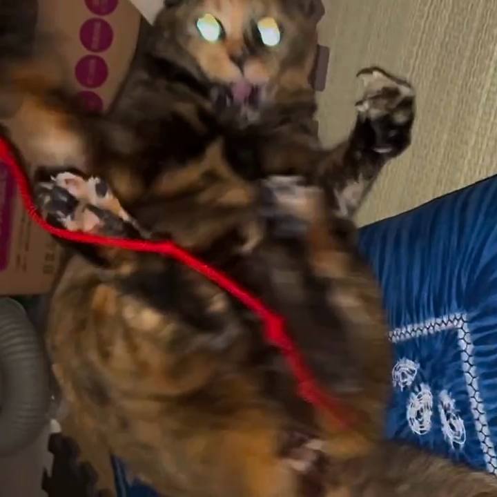 C4a5c2ef 38ac 45f1 beb2 d40ce43446cf 1765660137145