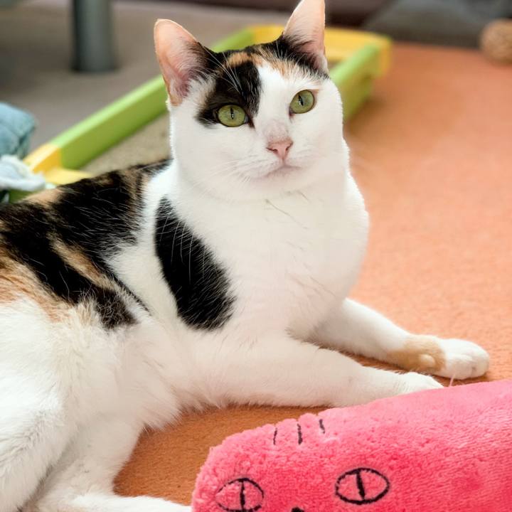 C4a62deb 88fb 4cae 8789 92d9cf7ff14a 1547949840373