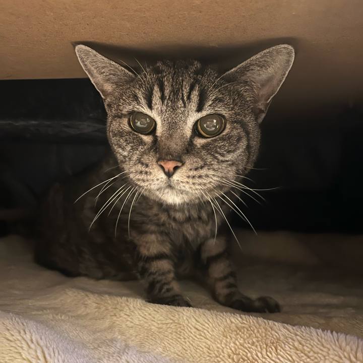 C4a631ec af34 4426 b400 b8cbc58f1aaf 1762950292861