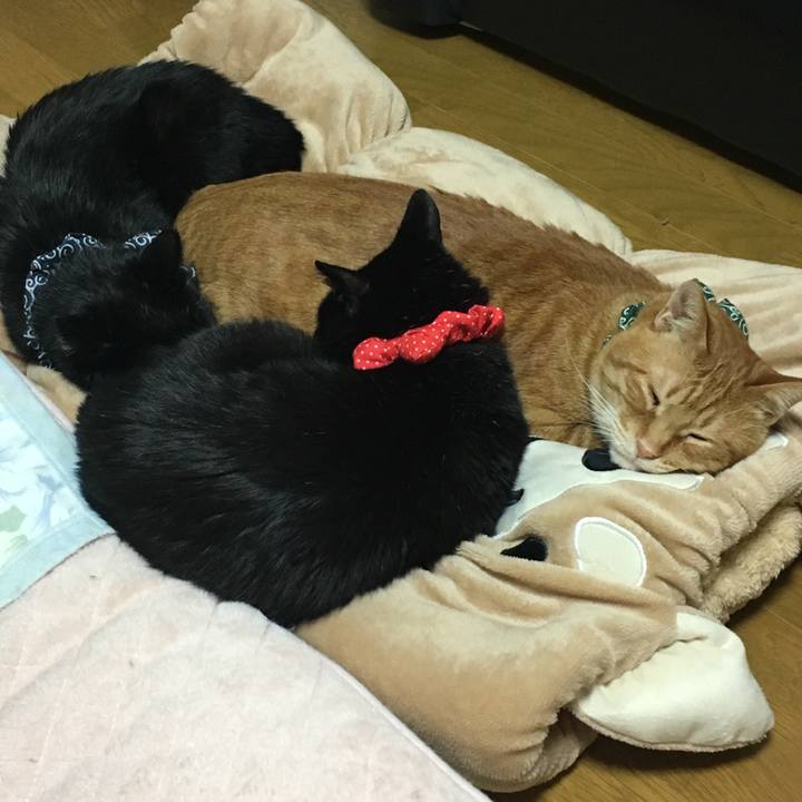 C4a764d5 c1aa 40a4 a7fa 34343a5cb3c9 1547296900779