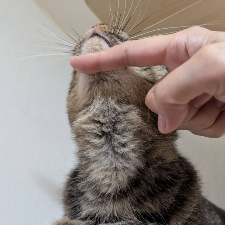 C4a86373 9c26 4b71 a5b2 21a32bfa681e 1764310064049