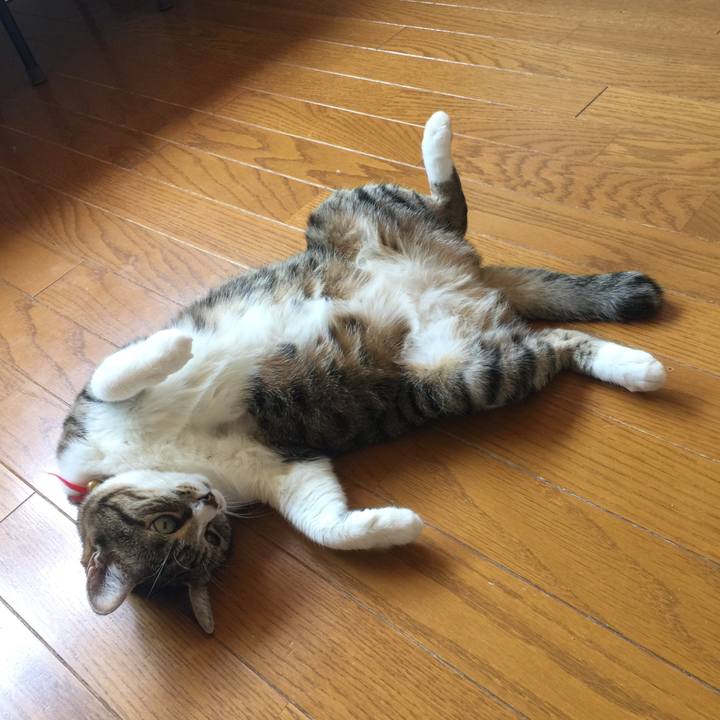 C4a87fe2 fed9 4ba8 b0e4 517e52464375 1558754712773